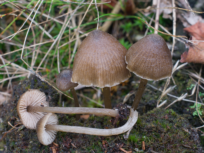 Entoloma fernandae